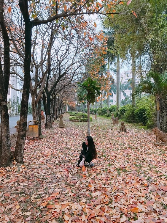 Hàng cây Lộc Vừng biến trường ĐH Sư phạm HN thành phim trường hang cay loc vung bien truong dh su pham hn thanh phim truong