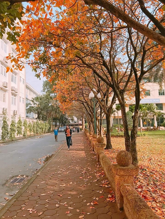 Hàng cây Lộc Vừng biến trường ĐH Sư phạm HN thành phim trường hang cay loc vung bien truong dh su pham hn thanh phim truong