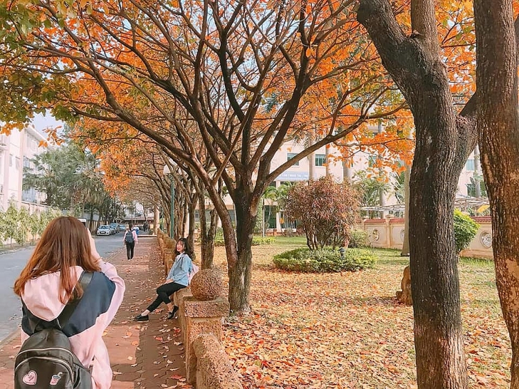 Hàng cây Lộc Vừng biến trường ĐH Sư phạm HN thành phim trường hang cay loc vung bien truong dh su pham hn thanh phim truong