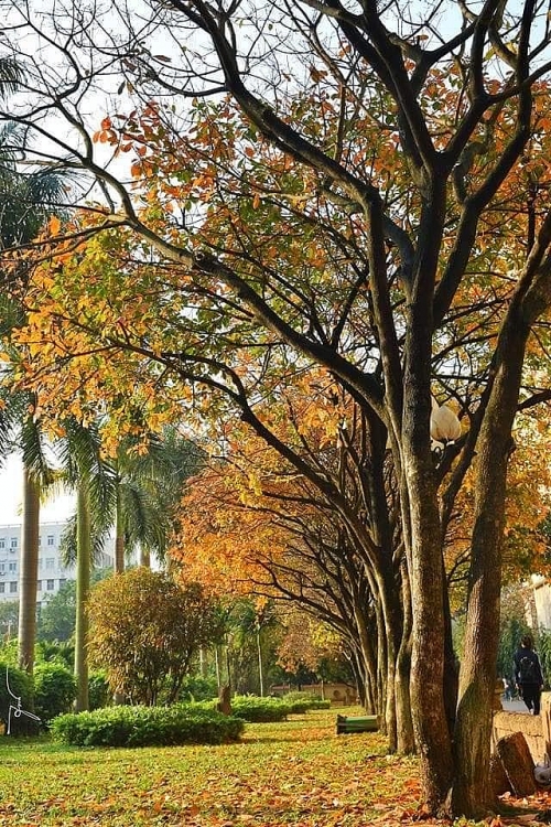Hàng cây Lộc Vừng biến trường ĐH Sư phạm HN thành phim trường hang cay loc vung bien truong dh su pham hn thanh phim truong