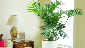 4 loại cây cảnh thích hợp trồng trong phòng khách mang lại nhiều tài lộc