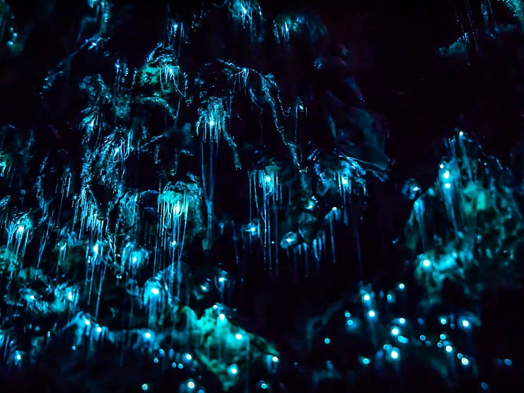 Новая зеландия пещера светлячков вайтомо фото