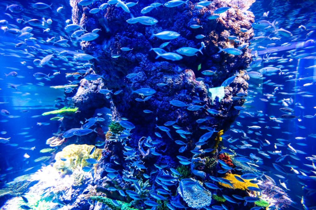 Thủy cung Sea Aquarium Singapore lớn nhất Châu Á có gì hay ho? Thủy cung lớn nhất Đông Nam Á có gì hay?
