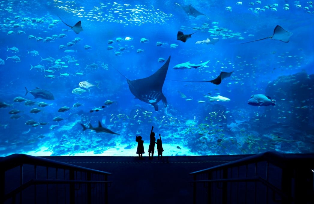 Thủy cung Sea Aquarium Singapore lớn nhất Châu Á có gì hay ho? Thủy cung lớn nhất Đông Nam Á có gì hay?