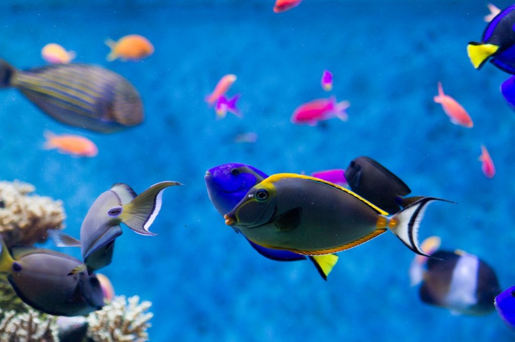 Thủy cung Sea Aquarium Singapore lớn nhất Châu Á có gì hay ho? Thủy cung lớn nhất Đông Nam Á có gì hay?