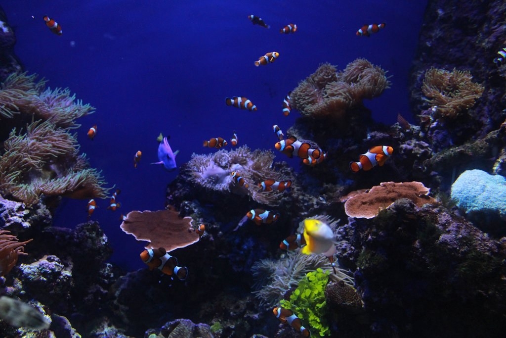 Thủy cung Sea Aquarium Singapore lớn nhất Châu Á có gì hay ho? Thủy cung lớn nhất Đông Nam Á có gì hay?