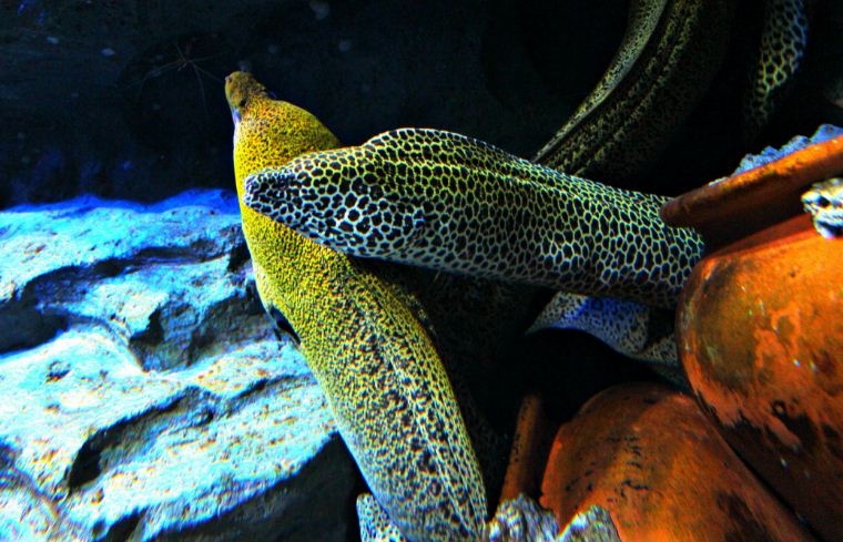 Thủy cung Sea Aquarium Singapore lớn nhất Châu Á có gì hay ho? Thủy cung lớn nhất Đông Nam Á có gì hay?