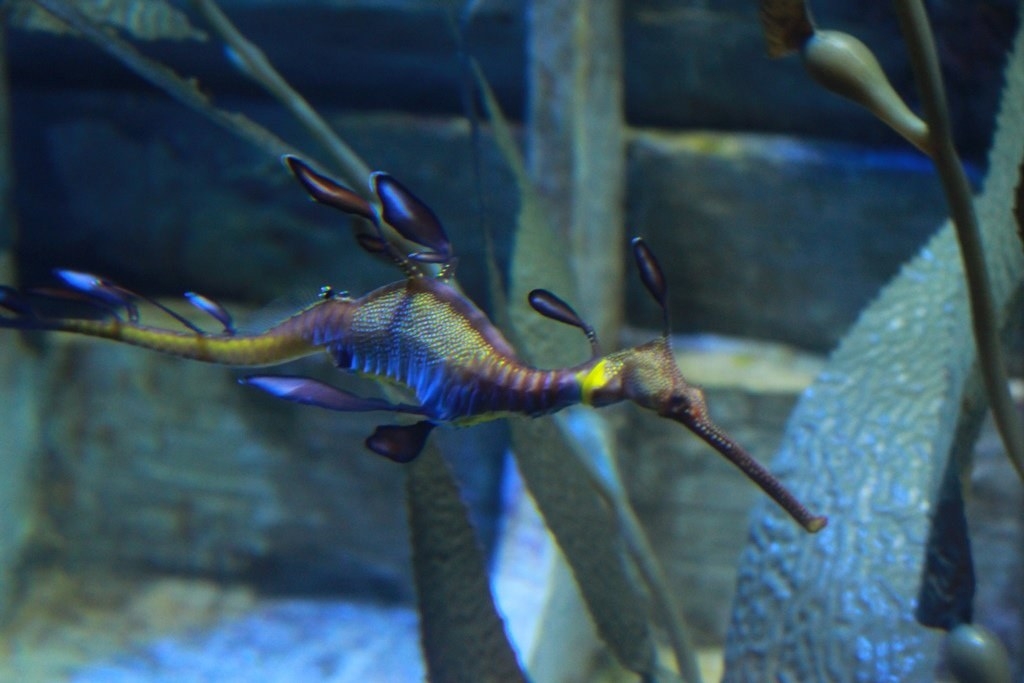 Thủy cung Sea Aquarium Singapore lớn nhất Châu Á có gì hay ho? Thủy cung lớn nhất Đông Nam Á có gì hay?