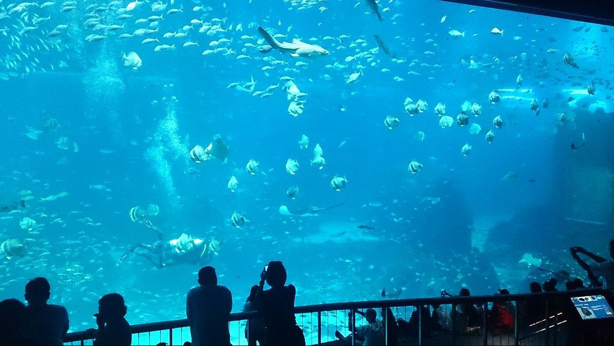 Thủy cung Sea Aquarium Singapore lớn nhất Châu Á có gì hay ho? Thủy cung lớn nhất Đông Nam Á có gì hay?