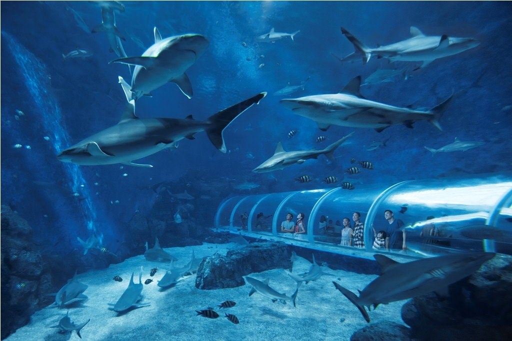 Thủy cung Sea Aquarium Singapore lớn nhất Châu Á có gì hay ho? Thủy cung lớn nhất Đông Nam Á có gì hay?