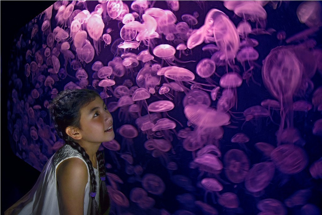 Thủy cung Sea Aquarium Singapore lớn nhất Châu Á có gì hay ho? Thủy cung lớn nhất Đông Nam Á có gì hay?