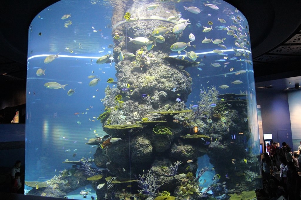 Thủy cung Sea Aquarium Singapore lớn nhất Châu Á có gì hay ho? Thủy cung lớn nhất Đông Nam Á có gì hay?