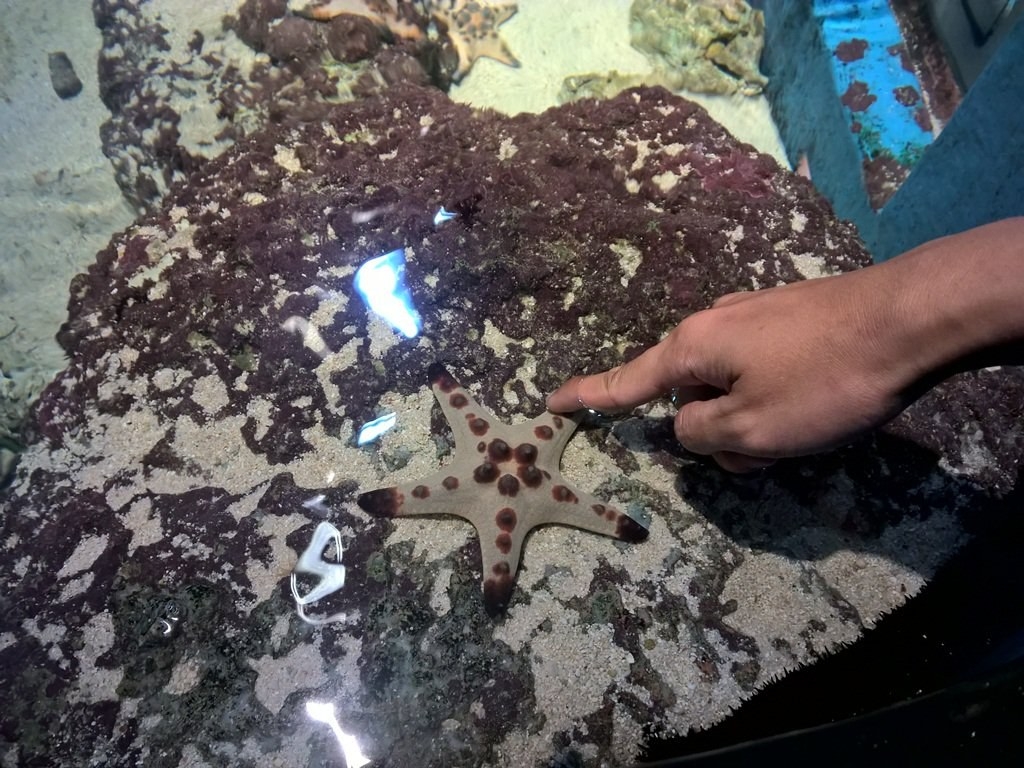 Thủy cung Sea Aquarium Singapore lớn nhất Châu Á có gì hay ho? Thủy cung lớn nhất Đông Nam Á có gì hay?