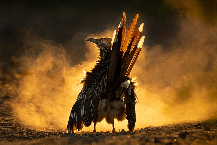 11 tác phẩm đoạt Giải thưởng Nhiếp ảnh Audubon năm 2021 - 3