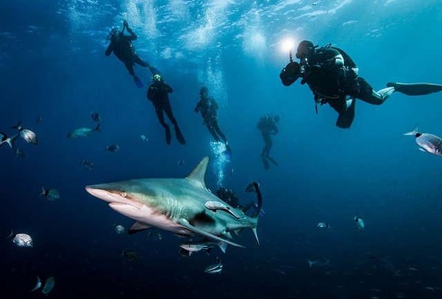Những điểm đến lý tưởng để “vui đùa” cùng cá mập