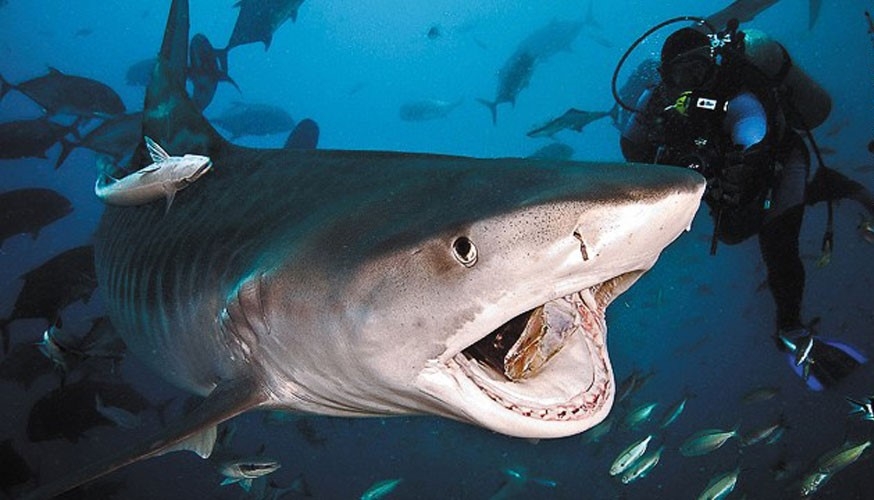 Những điểm đến lý tưởng để “vui đùa” cùng cá mập