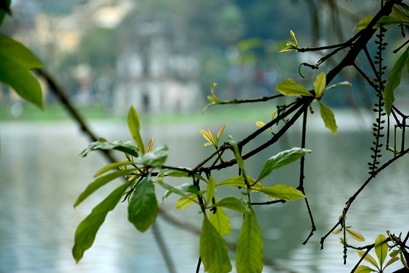 Hà Nội rực rỡ mùa lộc vừng thay lá ha noi ruc ro mua loc vung thay la