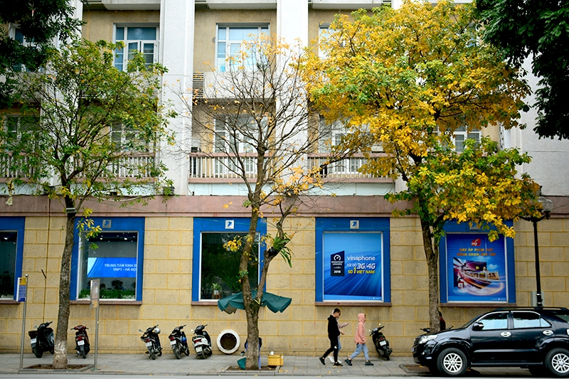 Hà Nội rực rỡ mùa lộc vừng thay lá ha noi ruc ro mua loc vung thay la