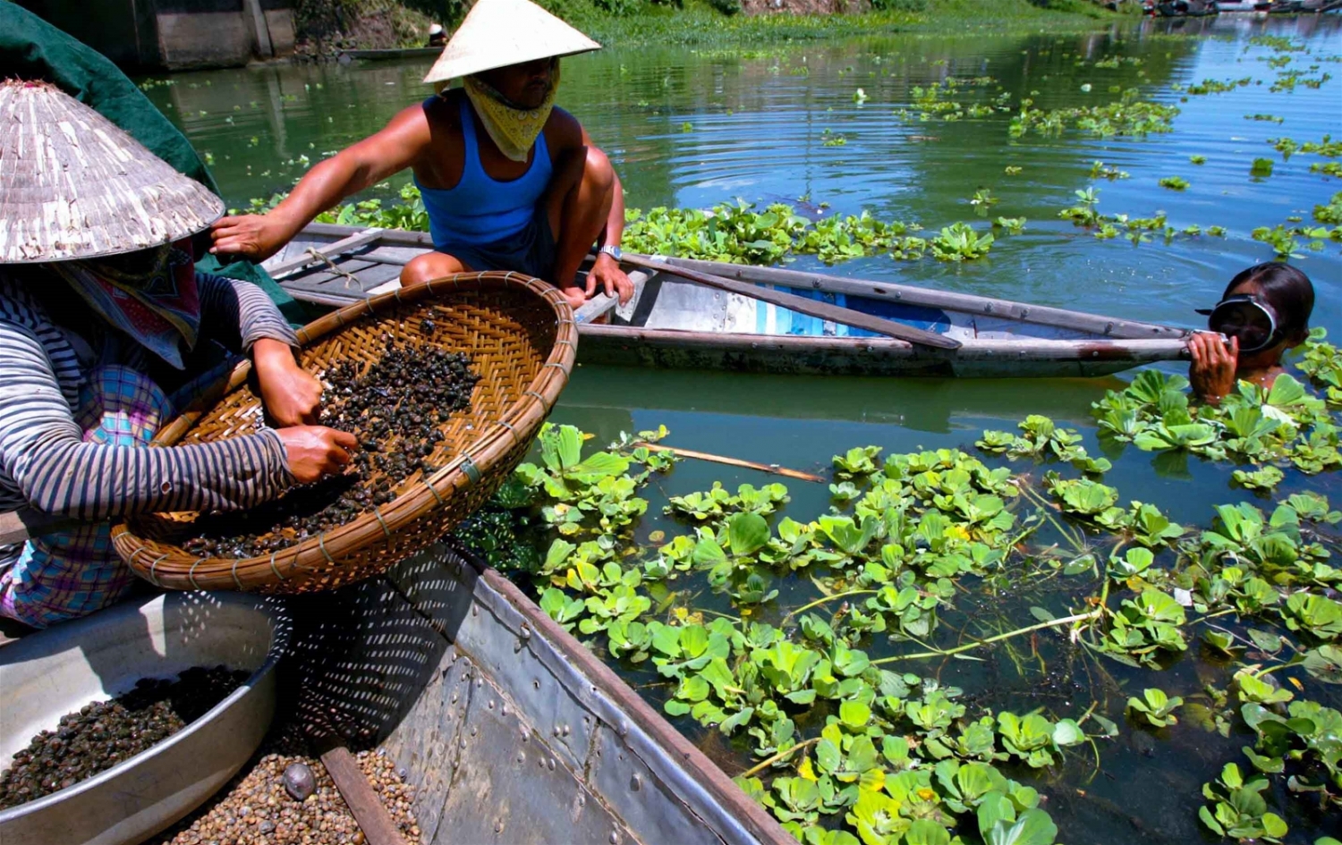 Về xứ Cồn: “Tìm trong vị hến một dòng Hương xanh” ve xu con tim trong vi hen mot dong huong xanh