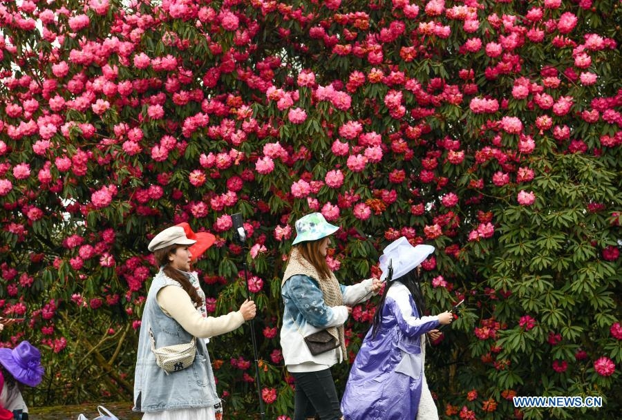 Hoa đỗ quyên bước vào mùa nở rộ ở Quý Châu, Trung Quốc