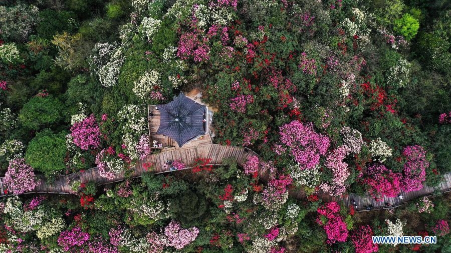 Hoa đỗ quyên bước vào mùa nở rộ ở Quý Châu, Trung Quốc