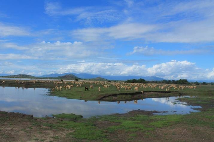 Ninh Thuận: Buổi tối khám phá Chợ đêm nhộn nhịp