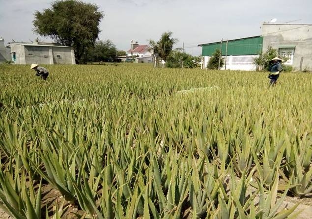 Ninh Thuận: Buổi tối khám phá Chợ đêm nhộn nhịp