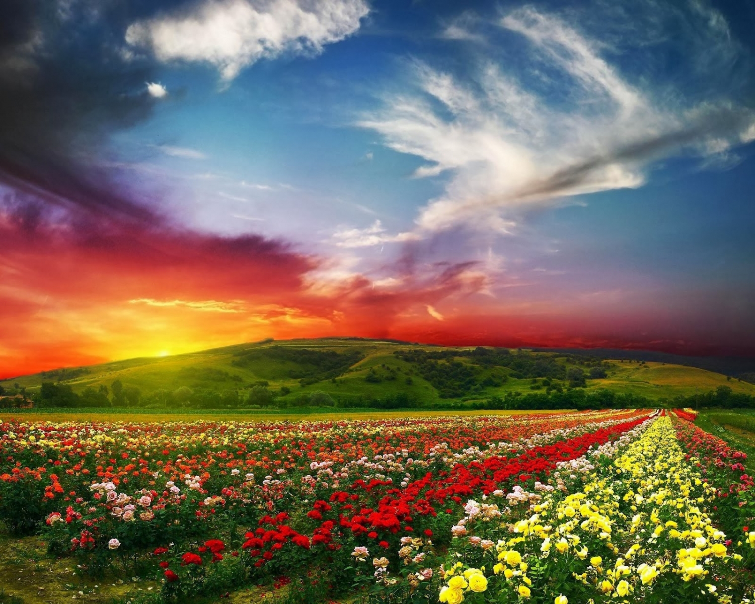 Những cánh đồng hoa đẹp như trong truyện cổ tích trên thế giới - 11