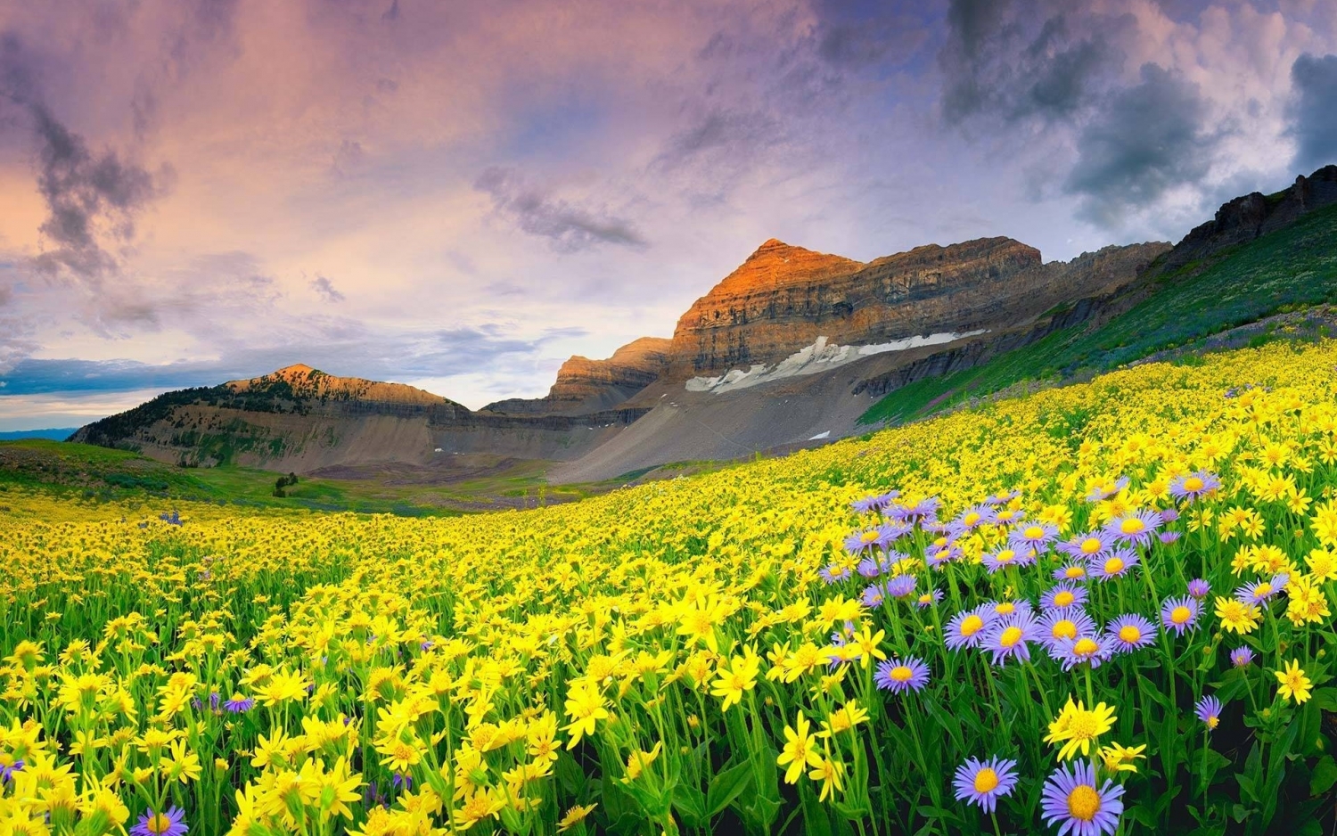 Những cánh đồng hoa đẹp như trong truyện cổ tích trên thế giới - 13