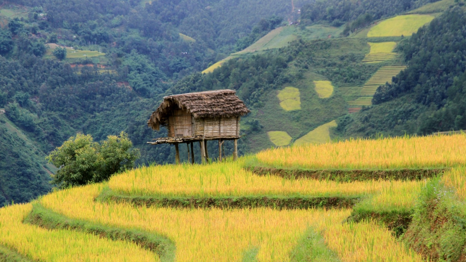 Ngây ngất với mùa vàng Tây Bắc ở Háng Đăng Dê