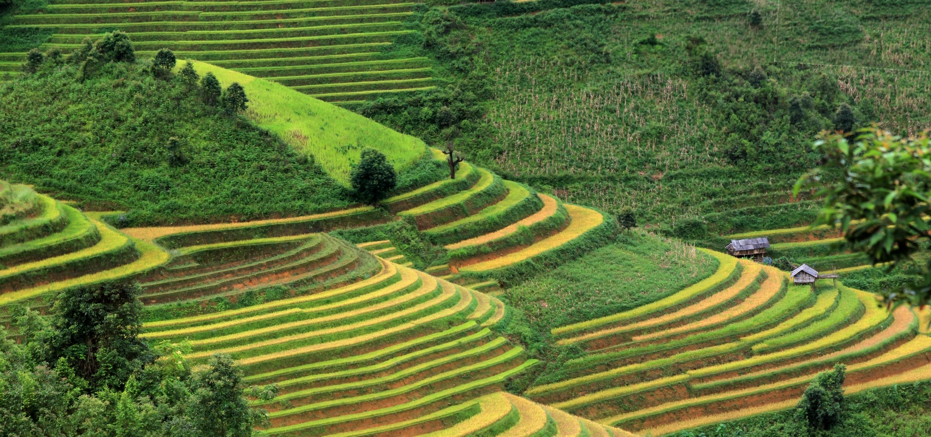 Ngây ngất với mùa vàng Tây Bắc ở Háng Đăng Dê