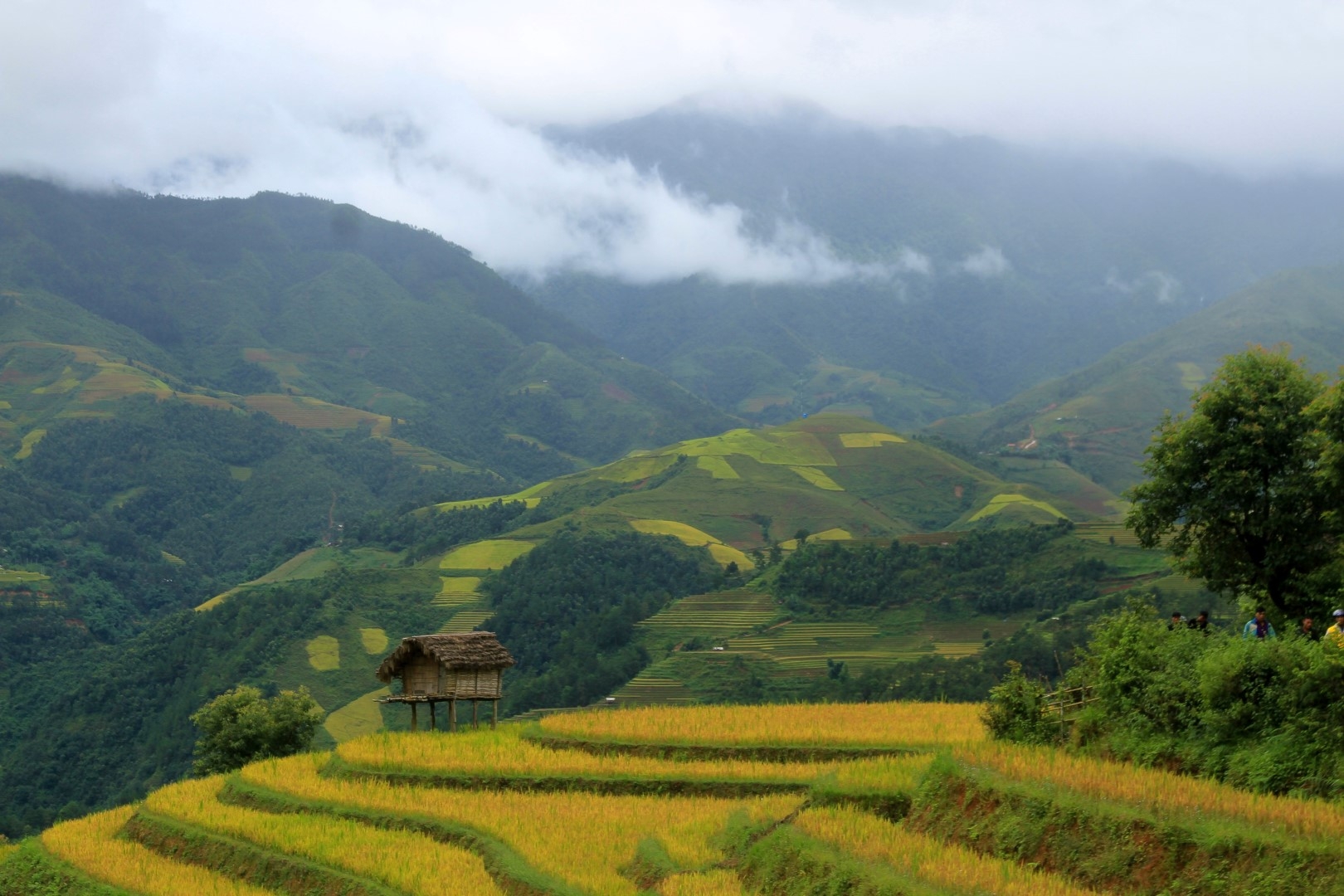 Ngây ngất với mùa vàng Tây Bắc ở Háng Đăng Dê