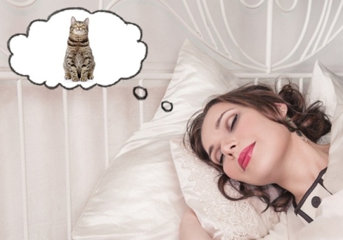 Giải mã ý nghĩa giấc mơ thấy mèo cực thú vị
