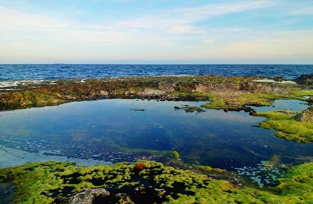 Ninh Thuận: Mê mẩn trước vẻ đẹp thảm rêu xanh Hòn Đỏ - Mỹ Hiệp đang vào mùa Ninh Thuận: Mê mẩn trước vẻ đẹp thảm rêu xanh Hòn Đỏ - Mỹ Hiệp đang vào mùa